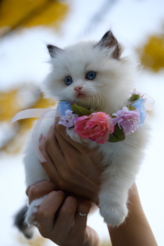Pet Cat with Flower Necklace