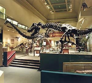Smithsonian Natural History