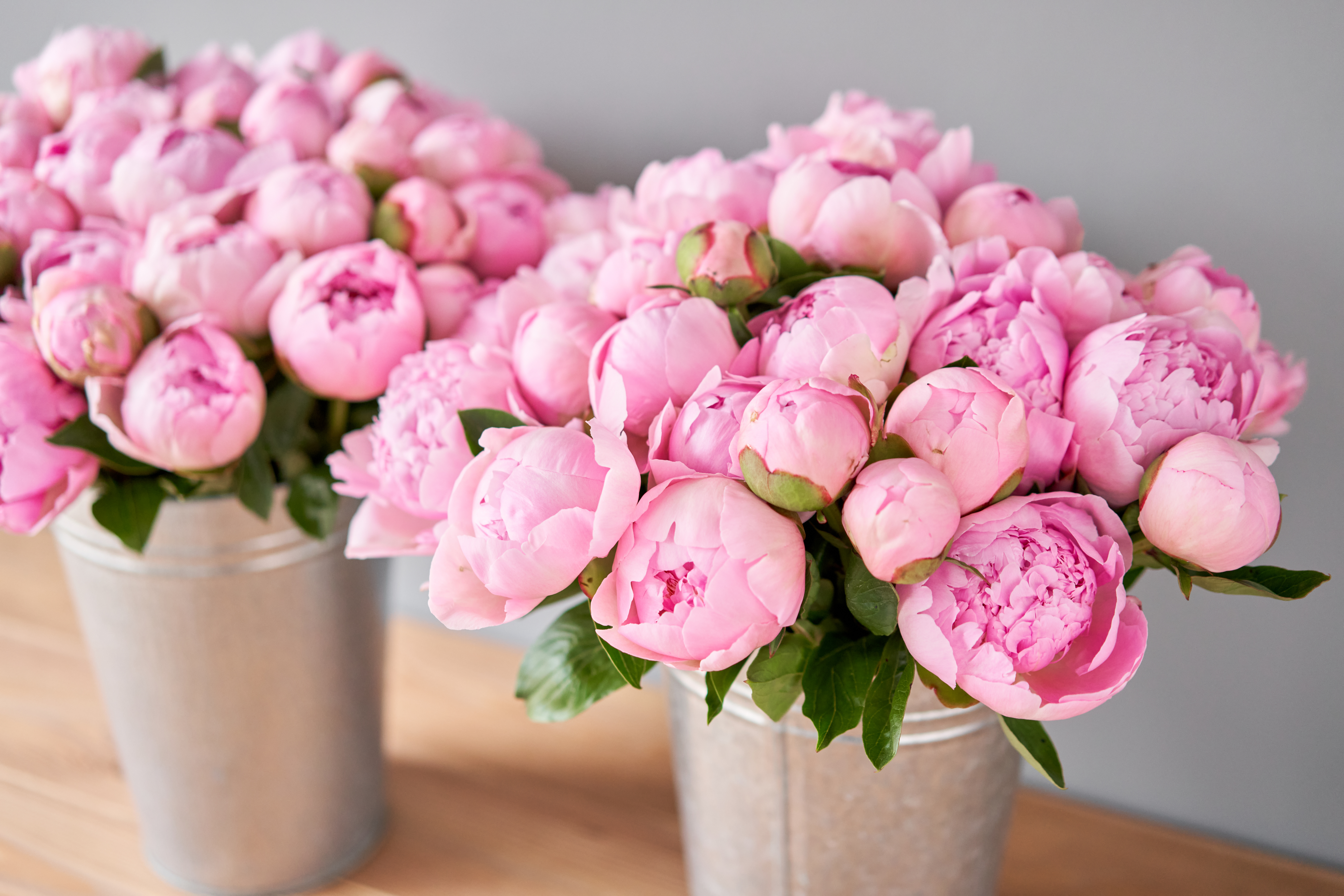 Pink Angel Cheeks peonies in a metal vase to highlight the 2023 wedding trend of statement flowers
