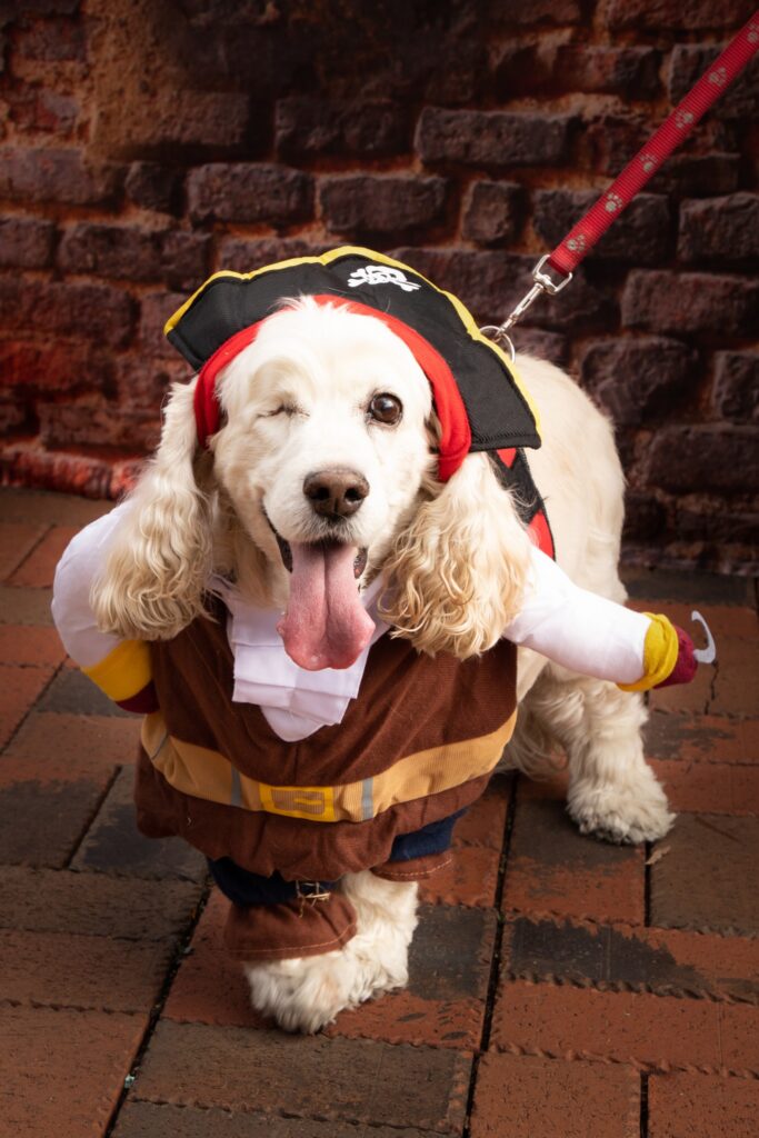 Small white dog dressed in a pirate costume