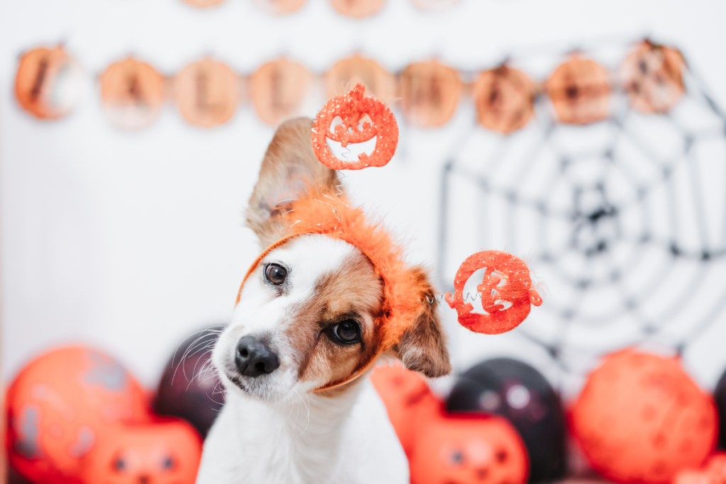 Puppy with a pumpkin headband on