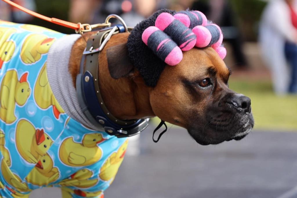 Close-up of a dog dressed in a duck costume with hair rollers