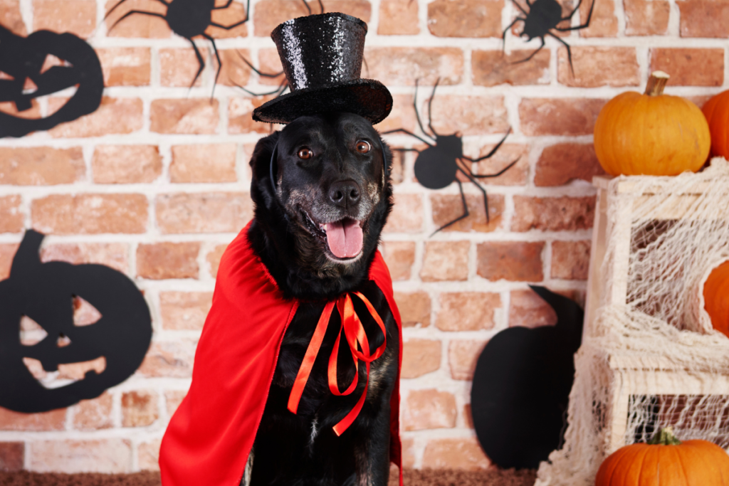 Dog dressed in a cape and top hat