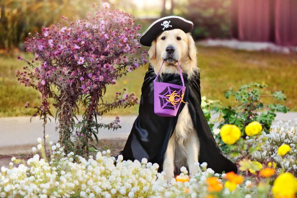 Golden retriever dog dressed in a pirate hat and cape